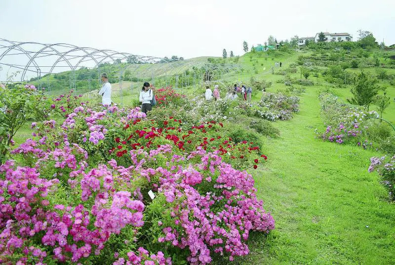 Che magia i giardini a primavera Giro d'Italia nel nome della rosa