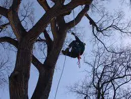 Dal «tree climber» al «medico della memoria»: trovare lavoro sui motori di ricerca