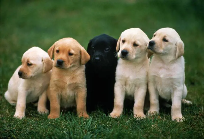 Basta cani e gatti all'asta: non saranno più pignorabili