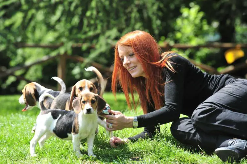 "Giù le mani dai nostri animali Equitalia fermi i pignoramenti"