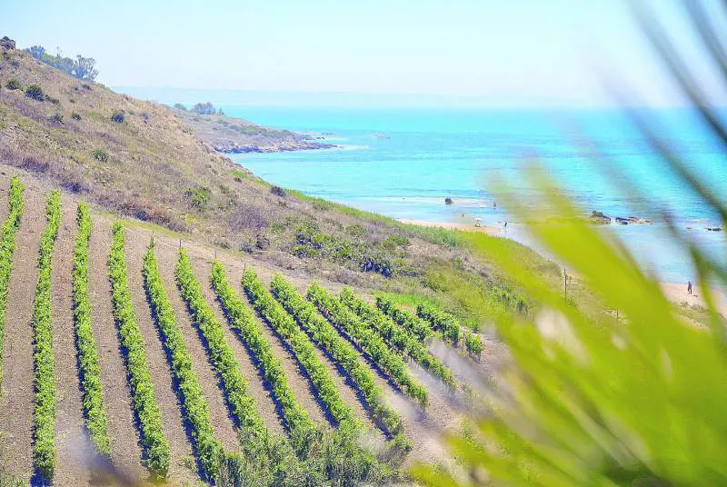 Menfi tra il mare e la vendemmia antichi sapori e nuove generazioni
