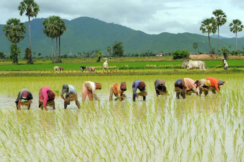 Il riso cambogiano a dazio zero mette in ginocchio il made in Italy