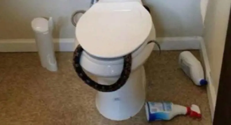 Va al bagno e trova un serpente nel wc