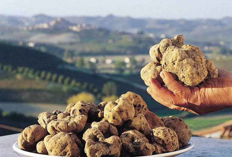 Tartufo made in Italy alla conquista di Germania e Medio Oriente