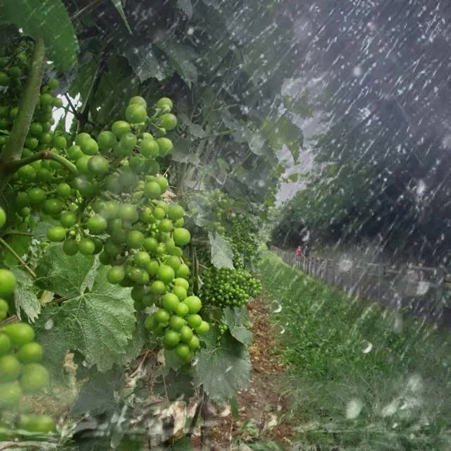 antocadei (Antonio Cadei)