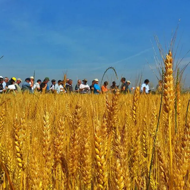 marcoromanini (Marco Romanini)