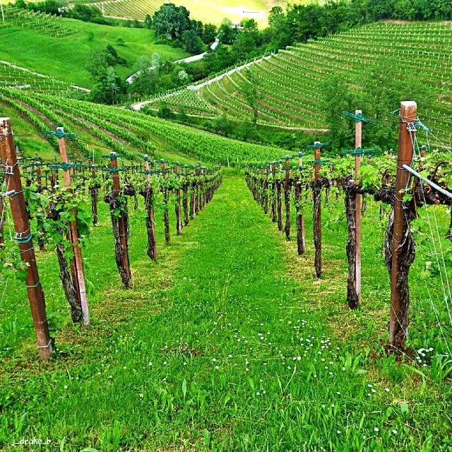 j_drake_b (Giovanni Bonfatti)