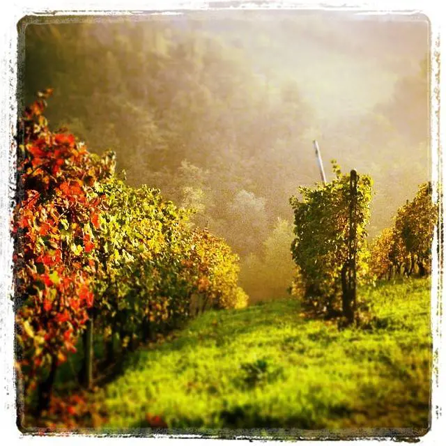 claudioquaroni (QARO)