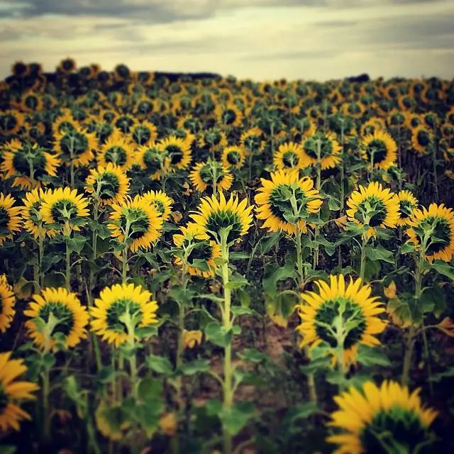 nicoagresti (Nico Agresti)