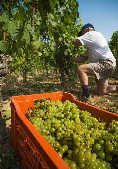 Invita gli amici a raccogliere l'uva , multato per lavoro nero