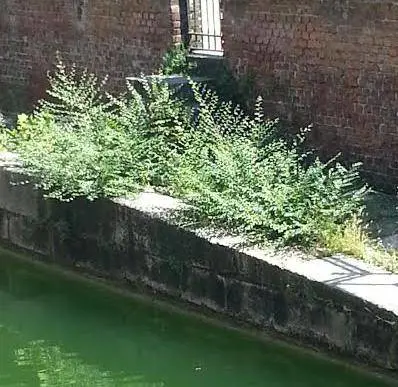 Le conche leonardesche affogano nello sporco