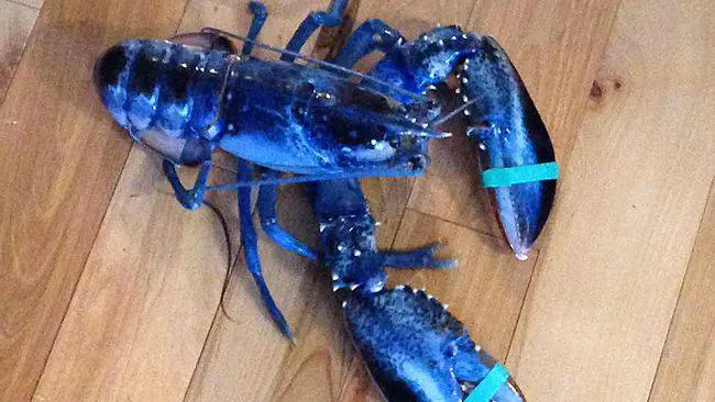 L'astice blu pescato da Meghan LaPlante