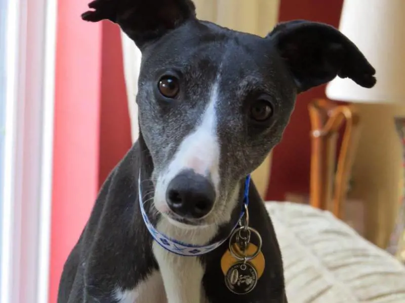 Cane conteso tra gli ex, il giudice decide: "Un weekend a testa"