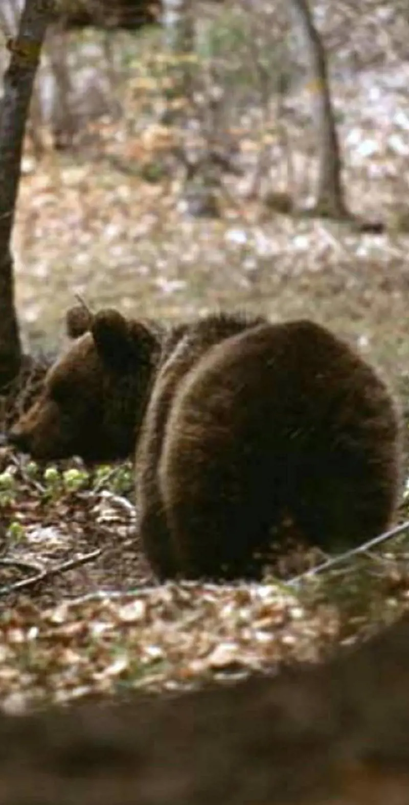 Fa jogging e viene attaccato da un orso: resta vivo