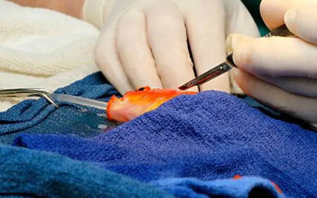 George, pesce rosso operato di tumore