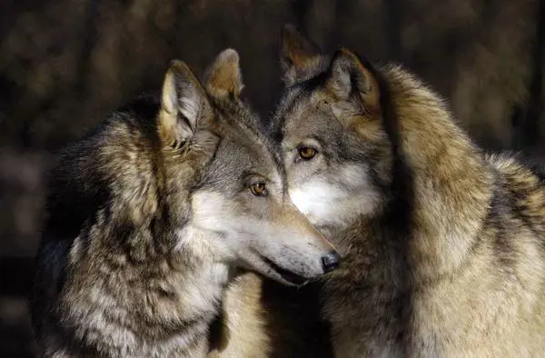 Animali che possiamo salvare Il (nuovo) catalogo è questo