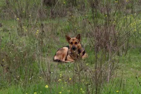 Cassazione: "Vietato lasciare il cane da solo in giardino"