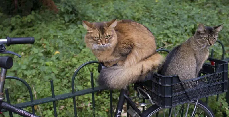 Non solo aree cani, ecco il primo Gattoparco
