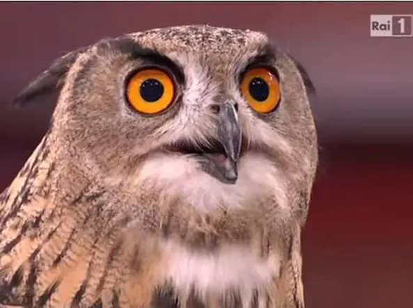 "Basta animali alla berlina in tv"