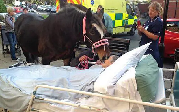 Quell'ultimo bacio del cavallo alla sua padrona