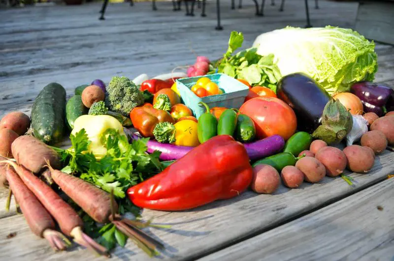 Agricoltura bio vs tradizionale: il gap di produttività si riduce
