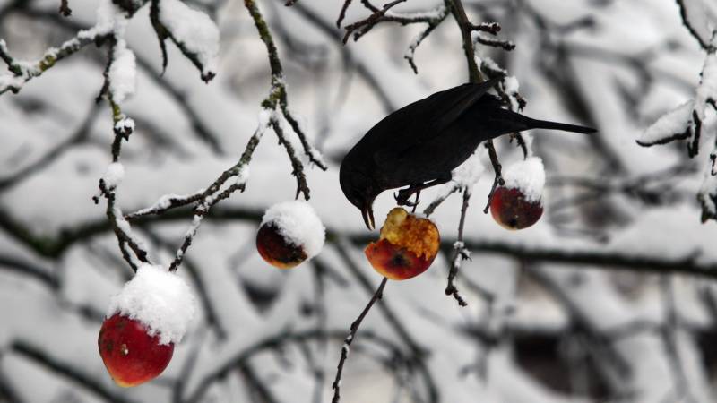 Un uccello becchetta una mela su un albero a Kaufbeuren, nel sud della Germania