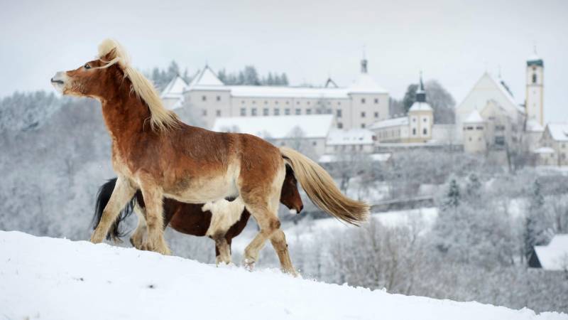 Due cavalli nella neve a Wolfegg