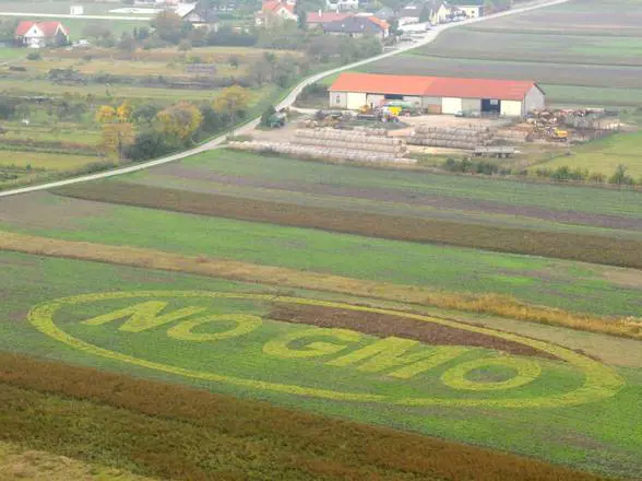 Ogm vietati in Italia