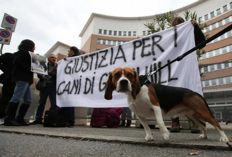 Giustizia è fatta per i cani di Green Hill