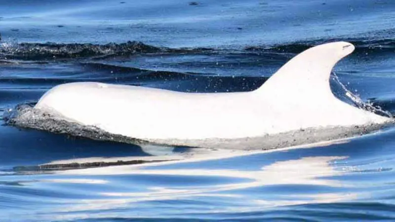 Un esemplare albino di delfino fotografato nella baia di Monterey