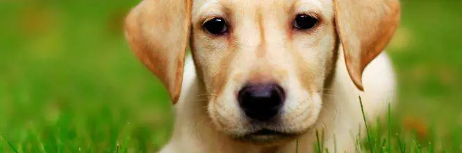 Il cane è in calore: gli amputa la zampa con un macete