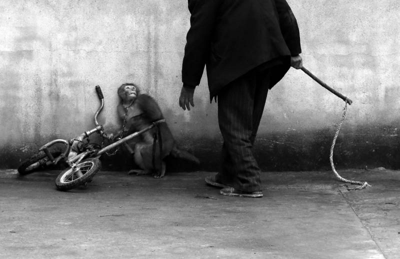 Yongzhi Chu, primo premio nelle Nature Singles. Una scimmia ammaestrata a Suzhou, nella provincia cinese di Anhui