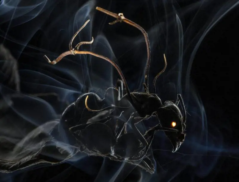 Anand Varma, primo premio nelle General News Singles. 'Mindsuckers the bizarre world of mind-controlling parasites'