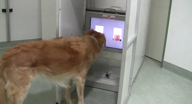 I cani riconoscono le espressioni del volto del padrone