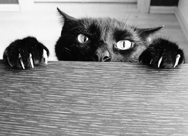 I gatti parlano: ecco cosa dicono