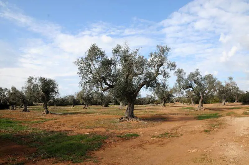 Ulivi decimati, chi c'è dietro alla mattanza?