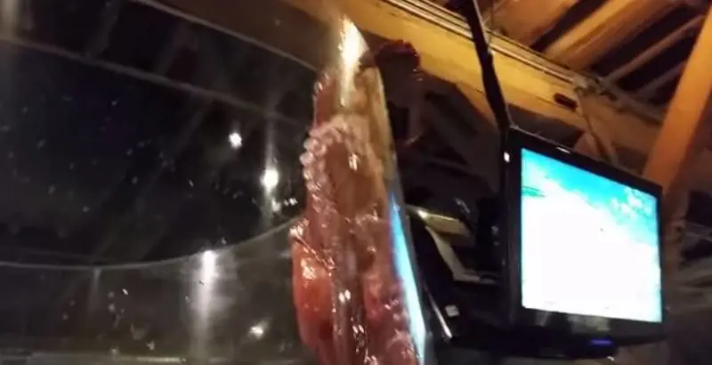 Polpo gigante "in fuga" dall'acquario
