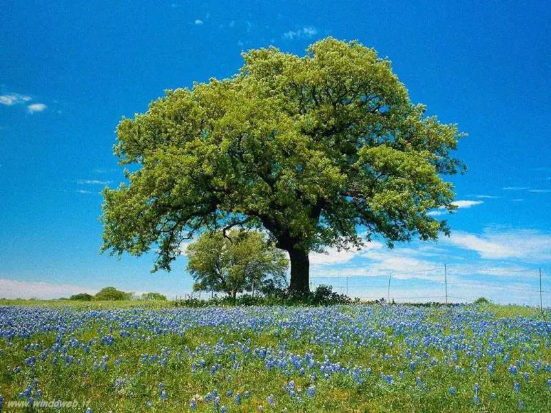 Fa sesso con un albero, si proclama Dio e accoltella un poliziotto