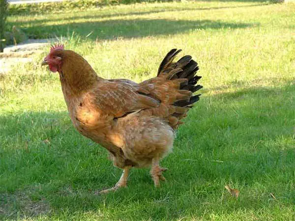 Alex, il ragazzo che fa sesso solamente con le galline
