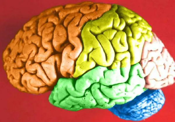 Maschile o femminile? Il cervello è "unisex"