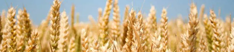 Un Parco e tre Padiglioni per il mondo del "Bio"