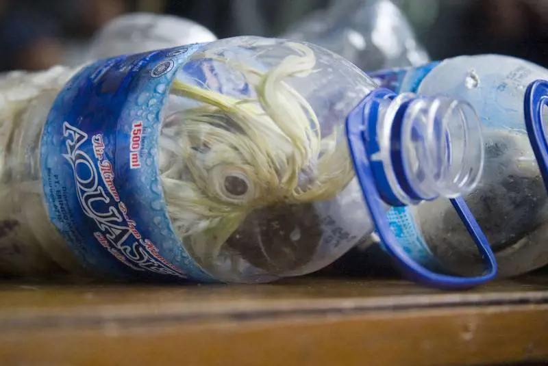 Così esportano i pappagalli dall'Indonesia