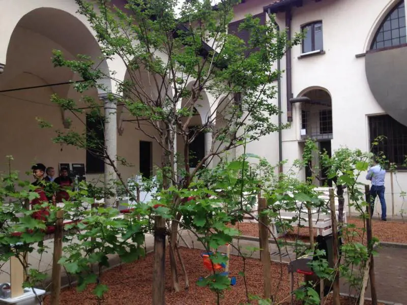 Nel centro di Milano  spuntano i vigneti: è "Milano Wine Garden"