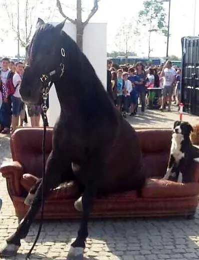 E Sala fotografa un cavallo seduto sul divano