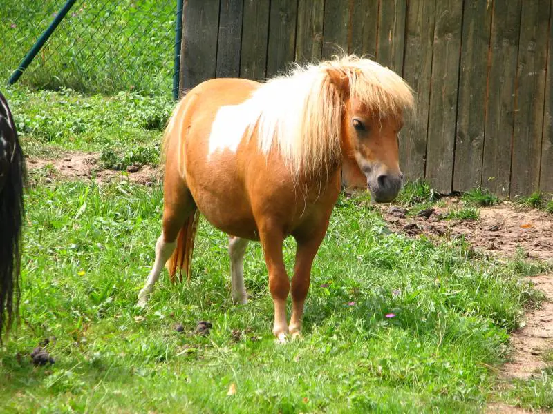 Ferrara, ignoti seviziano brutalmente i pony di un'azienda agricola