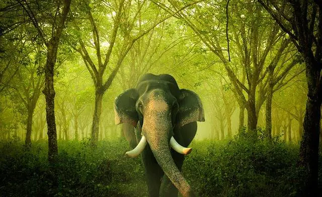 Immagine gallery