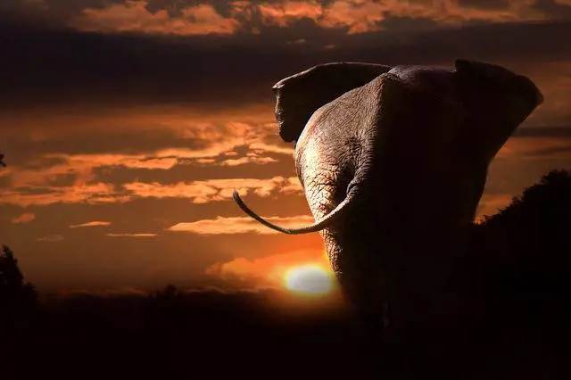 Immagine gallery