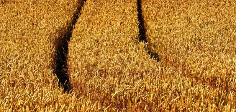 Novità per i celiaci: pane senza glutine ma con il frumento
