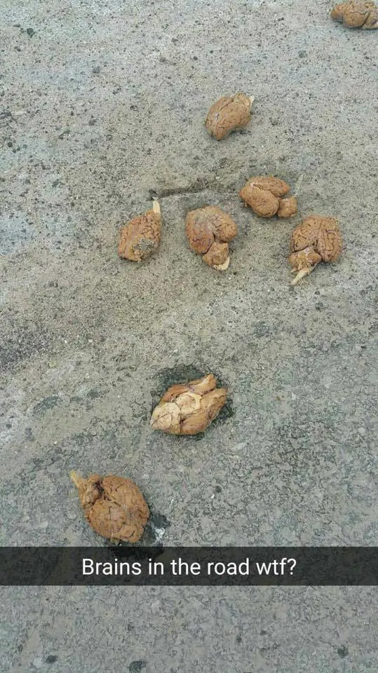 9 cervelli trovati per strada