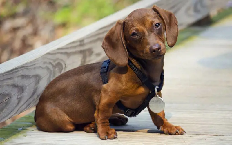 Prendere a calci un cane non è più un reato grave: colpa della depenalizzazione